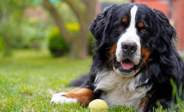 FDA Approves Longevity Drug for Large Dogs, Ensuring Eternal Life in Heaven